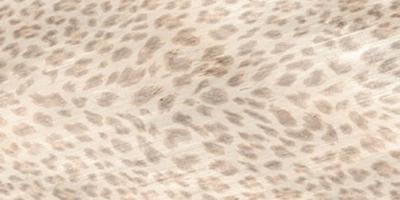 Giaguaromask conchiglia, Formát: 60 × 120 cm, Dostupnost: Běžně od 10 dnů