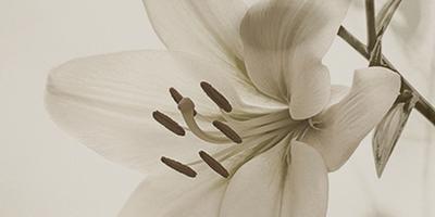 Lilium 6 různých dekorů, Formát: 60 × 120 cm, Dostupnost: Běžně do 2 týdnů